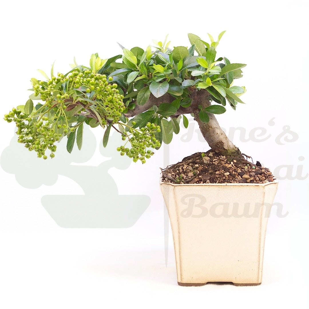 Feuerdorn 'Pyracantha coccinea'